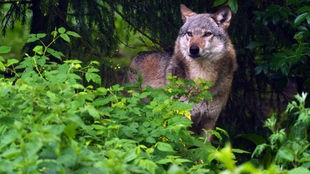 Gemeiner Wolf (Canis lupus lupus) steht am Waldrand. 