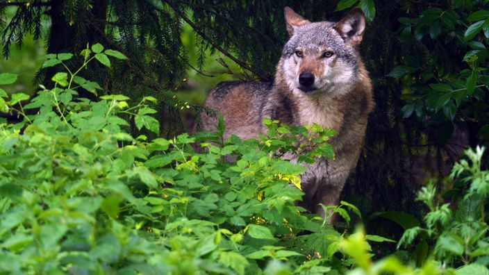 Symbolbild: Gemeiner Wolf (Canis lupus lupus) steht am Waldrand. 