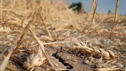 Ein Riss geht durch die vertrocknete Erde eines abgeernteten Weizenfeldes