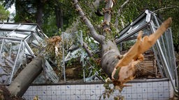 Archivfoto: Umgestürzte Bäume liegen am 20.06.2014 im Hofgarten in Düsseldorf (Nordrhein-Westfalen) auf dem Baumprojekt "Vivarium".