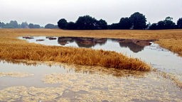 Symbolbild: Große Pfützen und Schlammflächen auf einem Getreidefeld nach Dauerregen (2022)