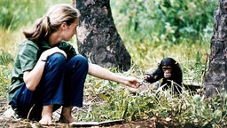  Jane Goodall mit dem Schimpansen-Baby Flint in den 1960er Jahren im Gombe Stream Reasearch Center in Tansania