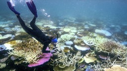 Great Barrier Reef