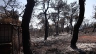 Durch Feuer zerstörte Baumbestände in Griechenland (Agia Sotiras 21.07.2023)