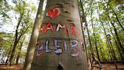 "Hambi bleibt" steht auf Baum im Hambacher Forst