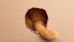 Symbolbild: Der Schwanz einer Katze schaut durch ein Loch in einem Karton.