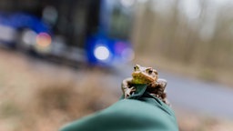 Eine Erdkröte hockt auf einer Hand vor einem Fangzaun zwischen einem Wald und einer Straße.