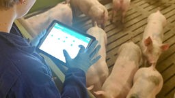 Landwirtin mit Tablet bei der Arbeit  im Schweinstall