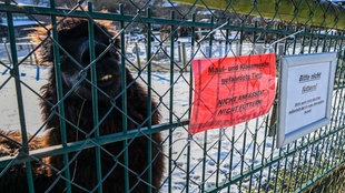 Hinter einem Zaun mit der Warnung "Maul- und Klauenseuche gefährdete Tiere . Nicht anfassen. Nicht füttern!" steht ein Alpaka (13.01.2025).