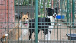 Zwei Hunde im Tierheim