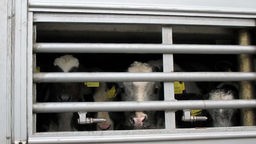 Kälber hinter den Gittern eines Tiertransporters