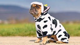 Französische Bulldogge im Kuhkostüm