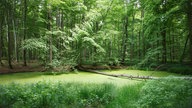 Wald mit Tümpel