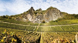 Symbolbild: Weinberge unterhalb des Drachenfelses