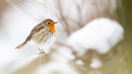 Rotkehlchen im Schnee