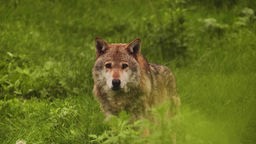 Symbolbild: Ein Grauwolfsrüde auf einer Wiese in Sachsen