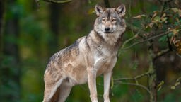 Wolf (Canis lupus) steht auf einem Stein im Wald und schaut aufmerksam