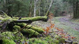Vermooste Baumwurzel im Nationalpark Eifel