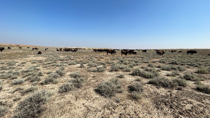 amerikanische Bisons