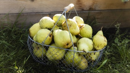 Ein Korb mit frisch geernteten Birnen steht in einem Garten