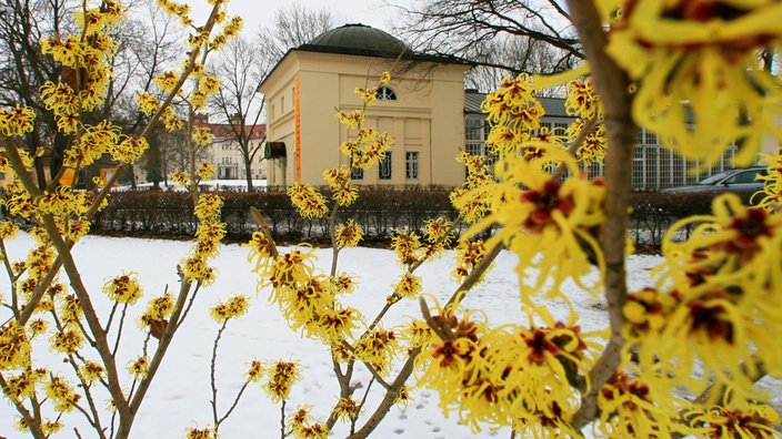 Blüten der Zaubernuss im Winter in Lübbenau. 