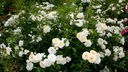 Die Rose der Sorte "Schneeflocke" blüht weiß und gehört zu den Bodendeckern.