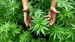 Die Hände eines Mannes zwischen grünen Cannabis-Pflanzen