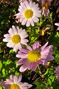 Chrysanthemen der Sorte Melanie