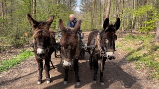 Dieter Seidel fährt in einer Kutsche von drei Eseln gezogen durch einen Wald.