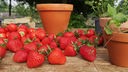 Erdbeeren: Früchte und Pflanzen auf einer Terasse