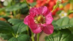 Pink blühende Erdbeerpflanze