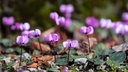 Frühlingsalpenveilchen im Botanischen Garten Jena.