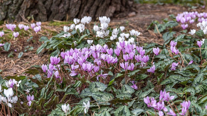 Herbst-Alpenveilchen (Cyclamen hederifolium) wächst im Garten vor Baum.