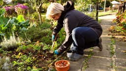 Eine Frau pflanzt Gemüse in einem herbstlichen Garten
