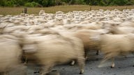 Schafherde in Bewegung auf einer Straße 