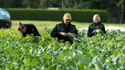 Drei junge Menschen in grüner Arbeitskleidung ernten Gemüse auf einem Feld.