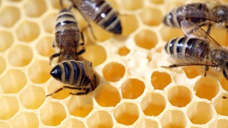 Honigbienen in einer Bienenwabe