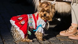 Hund in einem Trachten-Kosüm. 