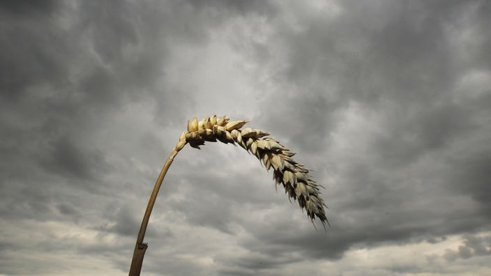 Eine Getreide-Äre hängt schlapp- im Hintergrund ein bedrohlich, dramatischer, grauer Himmel.
