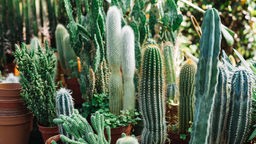 Verschiedene Kaktuspflanzen in einem Gewächshaus