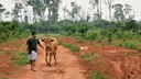 Ein brasilianischer junger Mann führt ein Rind durch eine Landschaft.
