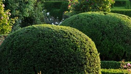 Gewöhnliche Eibe (Taxus baccata) als Kugelform.