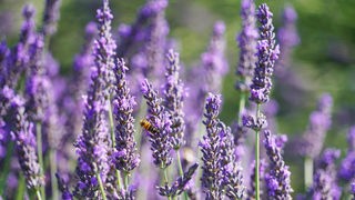 Eine Biene bedient sich an den Blüten eines Echten Lavendels.