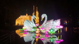 Impression vom China Light Festival im Kölner Zoo: Nachbildung zweier Schwäne, im Hintergrund der Kölner Dom.
