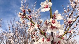 Prächtige Mandelblüten schmücken die Pfalz im Frühling.