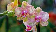 Orchideen - Phalaenopsis