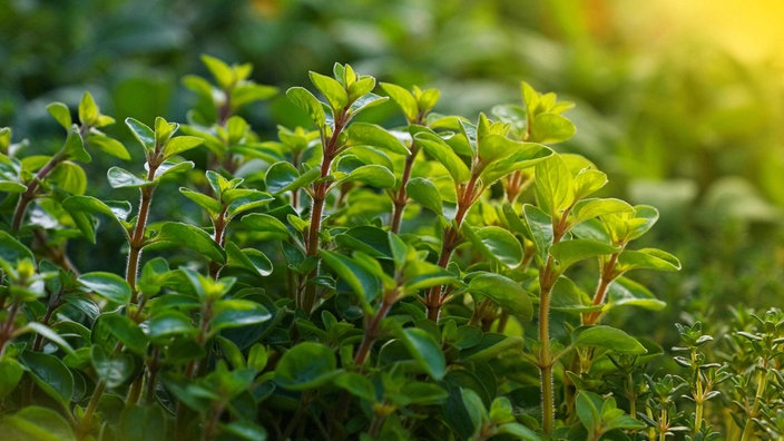 Service Garten – Oregano für Balkon und Garten - Wohnen - Verbraucher - WDR