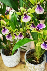 Orchideensorte Zygopetalum "Oxygen Optimistic" auf der Internationalen Pflanzenmesse 2024 in Essen