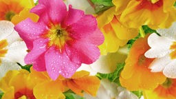 Blüten von Gartenprimeln in rosa, gelb, weiß und orange