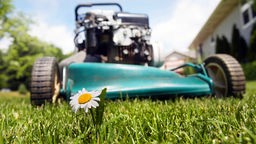Symbolbild Rasenmäherprinzip: Ein Rasenmäher steht vor einer kleinen Blume auf einer Wiese.
